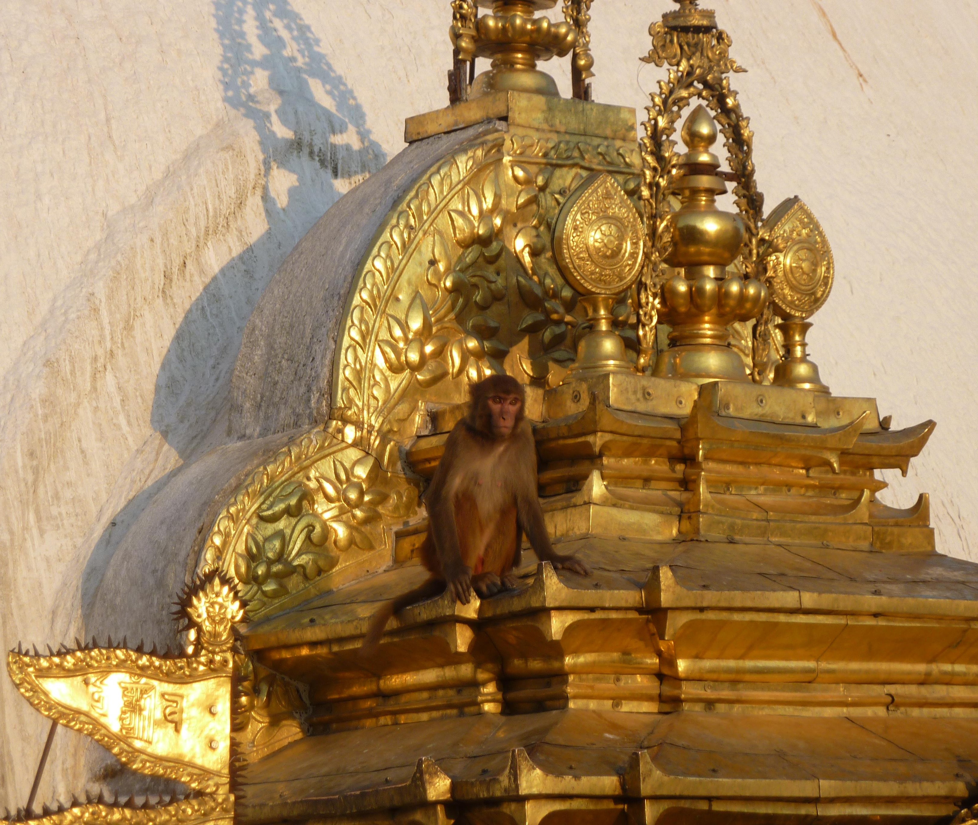 This guy photographs well. Trust me. They're not nearly this appealing in person.